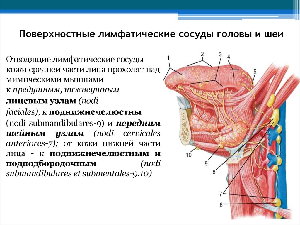 Куда оттекает. Лимфатические узлы анатомия расположение. Топография лимфатических узлов на голове. Лимфатические узлы шеи анатомия. Поверхностные лимфатические узлы головы и шеи.