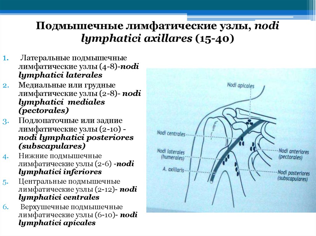 Фиброзные лимфоузлы. Подмышечные лимфатические узлы норма. Аксиллярные подмышечные лимфоузлы. Группы лимфатических узлов подмышечной и подключичной области. Лимфатические узлы подмышечной впадины.