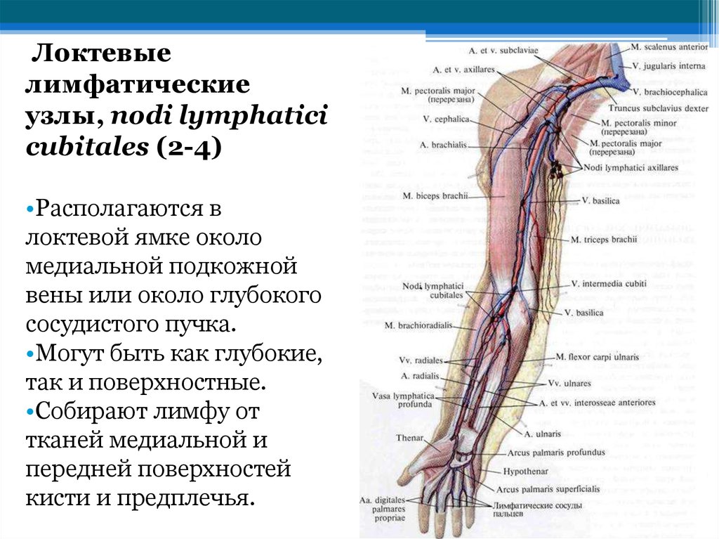 Воспаление внутренней оболочки вены латынь. Медиальная подкожная Вена. Локтевые кубитальные лимфоузлы. Лимфатические узлы верхней конечности анатомия. Лимфатические сосуды верхней конечности анатомия.