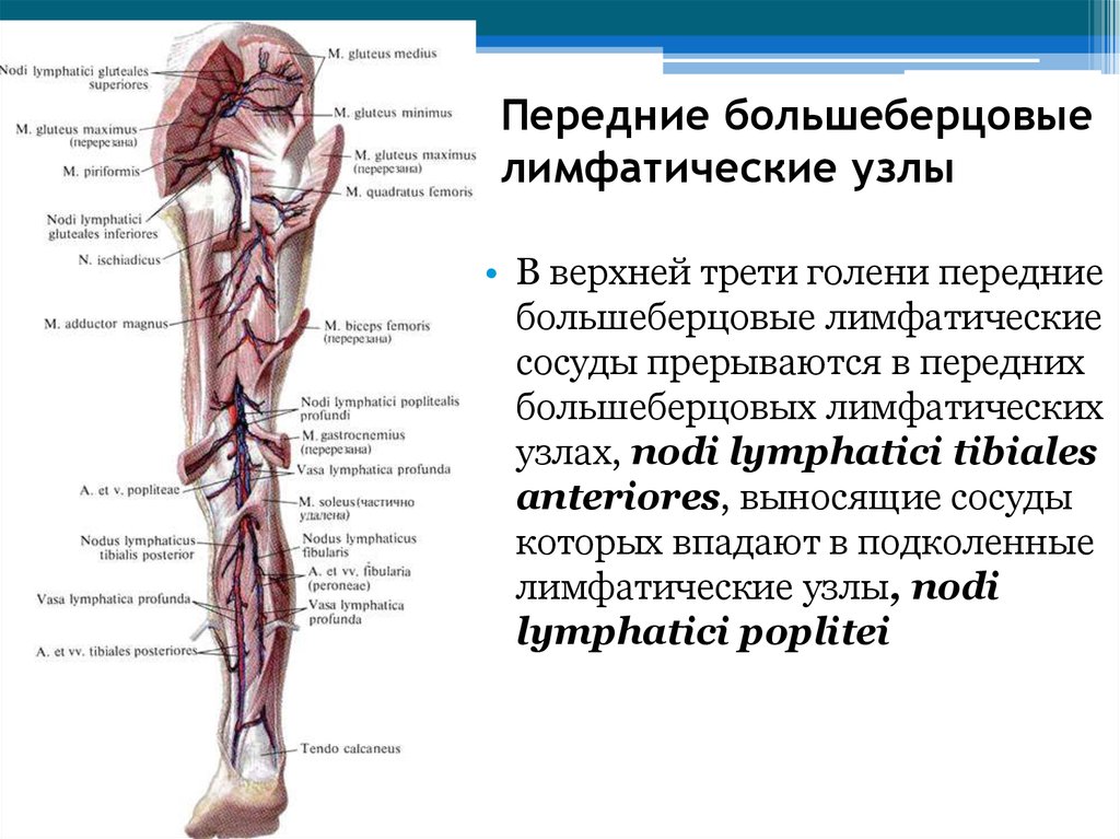 Лимфоузлы на ногах где. Лимфатические узлы нижних конечностей схема. Лимфоузел под коленом схема. Лимфатические сосуды нижних конечностей анатомия. Подколенные лимфатические узлы.