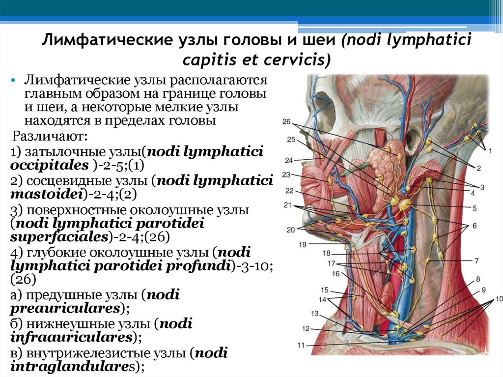 Лимфоузел в мышце. Лимфатическая система шеи топографическая анатомия. Лимфатическая система головы и шеи анатомия. Шейные лимфатические узлы строение. Лимфоотток шейные лимфоузлы.