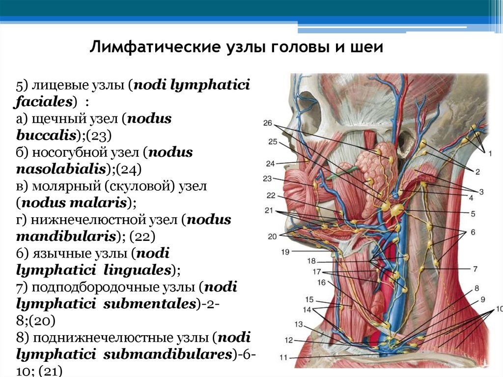 Узлы на затылке. Околоушные лимфатические узлы схема. Шейные лимфатические узлы строение. Лимфатические узлы головы и шеи атлас Неттера. Подчелюстные лимфатические узлы анатомия.