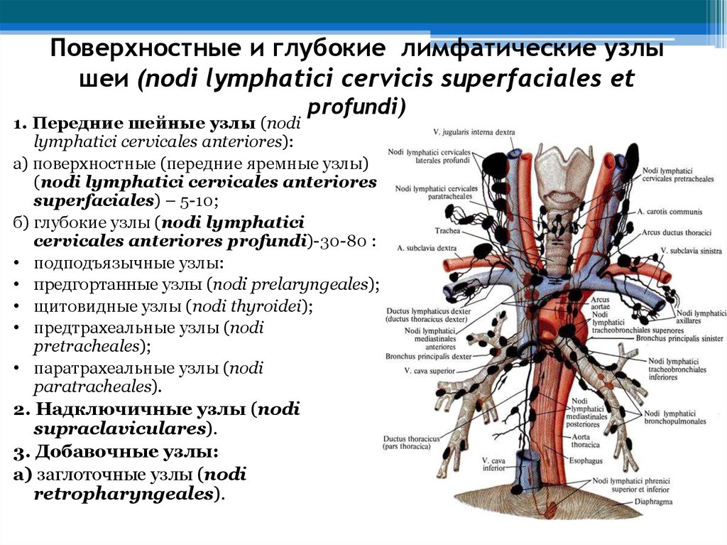 Лимфоузлы структурны. Претрахеальные лимфатические узлы. Латеральные шейные глубокие лимфоузлы. Глубокие яремные лимфатические узлы. Чревные лимфатические узлы латынь.