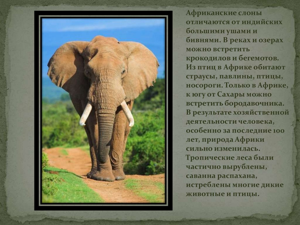 Рост африканского слона. Африканские и индийские слоны. Африканский слон и индийский слон. Отличие африканского слона от индийского слона. Слон Африканский и индийский разница.