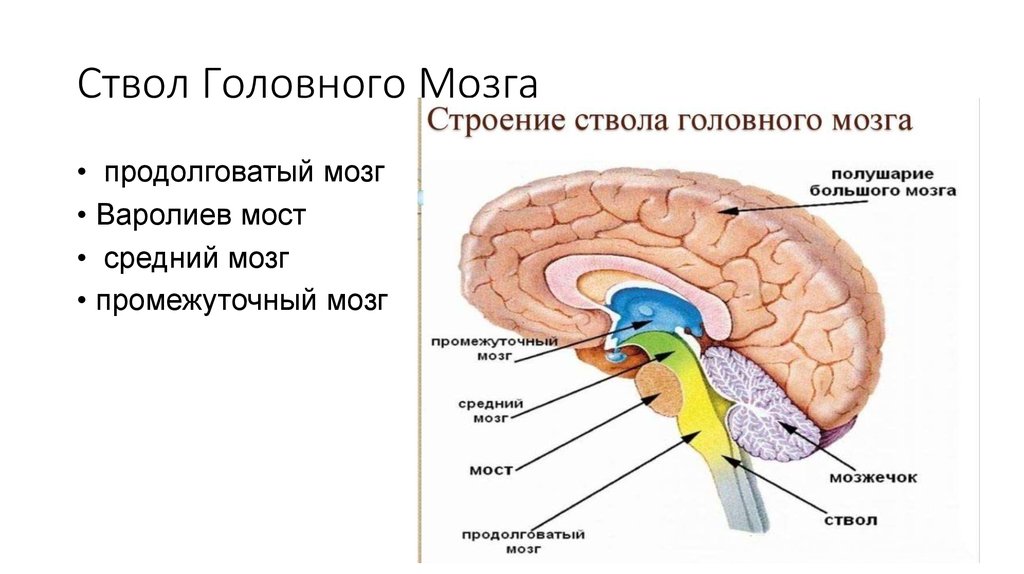 Функции ствола головного мозга