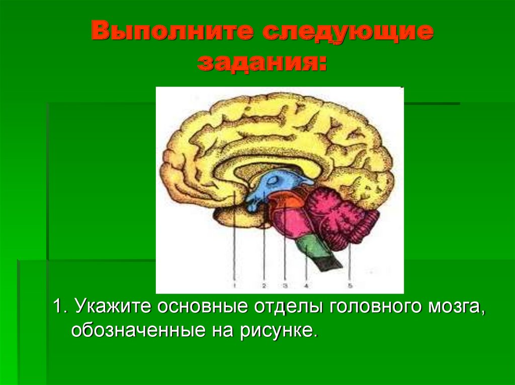 Подпишите на рисунке указанные отделы головного мозга