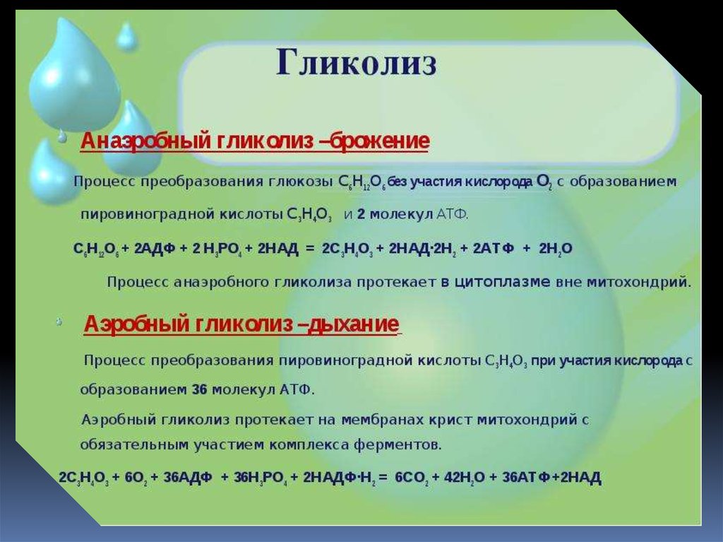 В результате гликолиза образуется молекул атф
