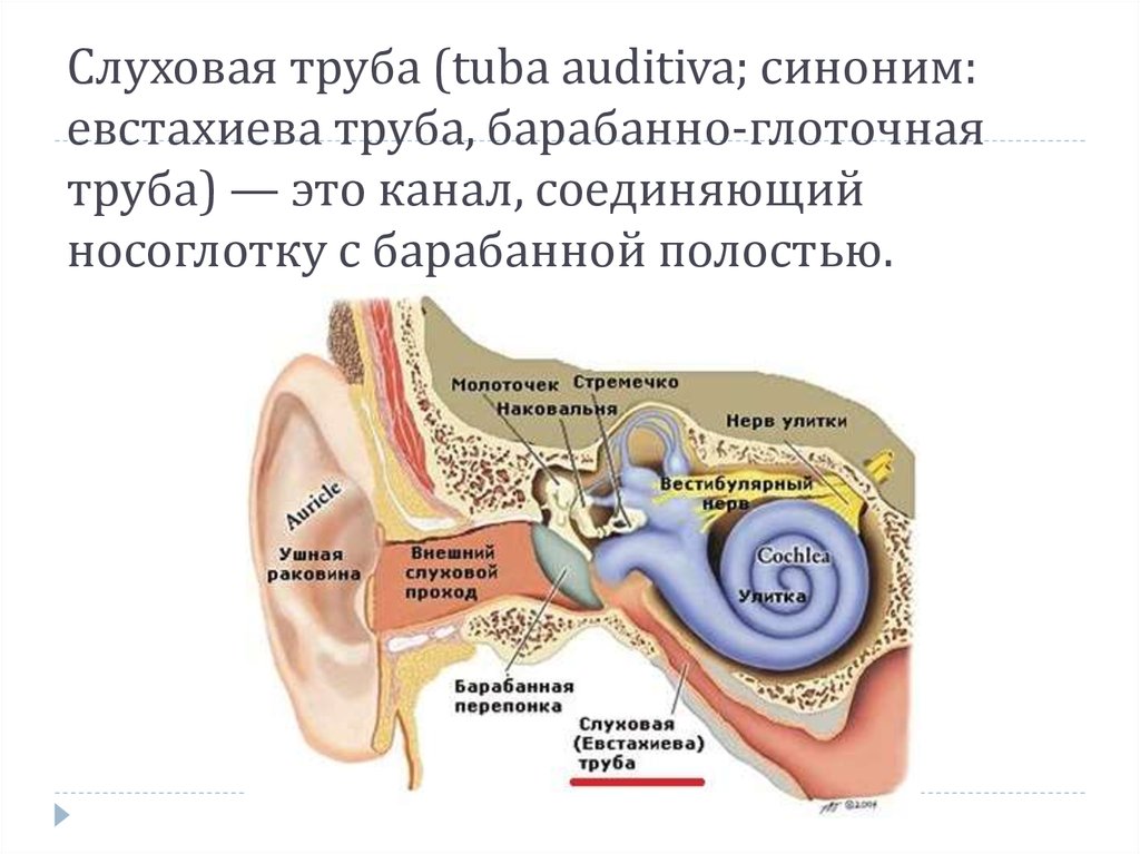 Ухо заложено и пульсирует. ЛОР органы анатомия евстахиева труба. Среднее ухо барабанная полость евстахиева труба. Слуховая евстахиева труба дисфункция. Слуховая труба евстахиева труба функции.