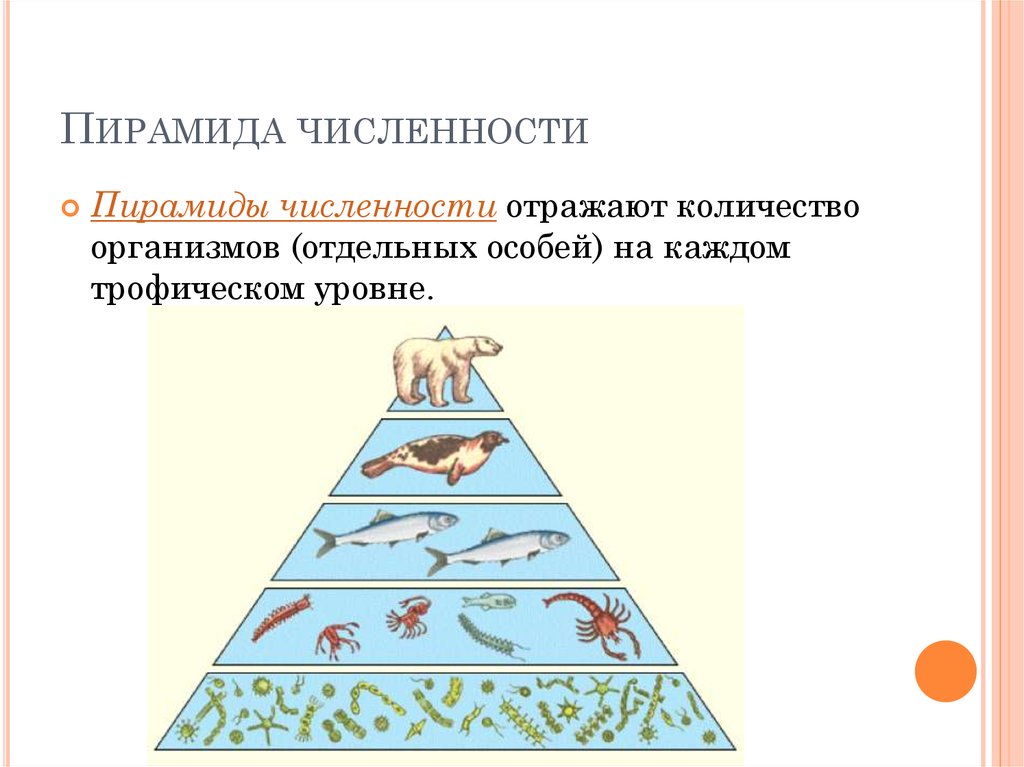 Пирамиды биология 11 класс. Экологические пирамиды пирамида энергии. Экологическая пирамида биомассы Перевернутая. Пример перевернутой пирамиды биомассы. Правильная пирамида биомассы.