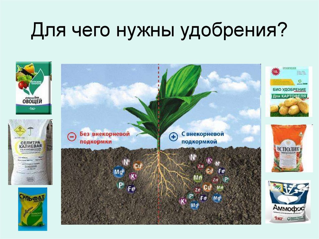 Доклад на тему удобрения. Удобрения для растений. Химические удобрения. Азотные Минеральные удобрения. Для чего нужны Минеральные удобрения.