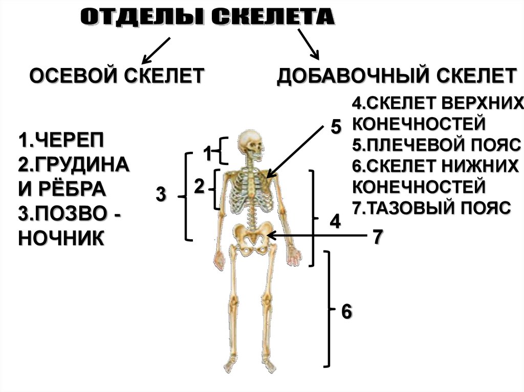 7 отделов скелета. Осевая часть скелета человека. Части скелета осевой и добавочный. Осевой скелет и добавочный скелет человека. Осевой и добавочный скелет человека анатомия.