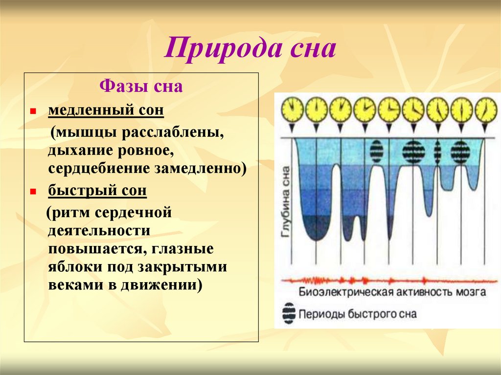 Презентация сны 3 класс