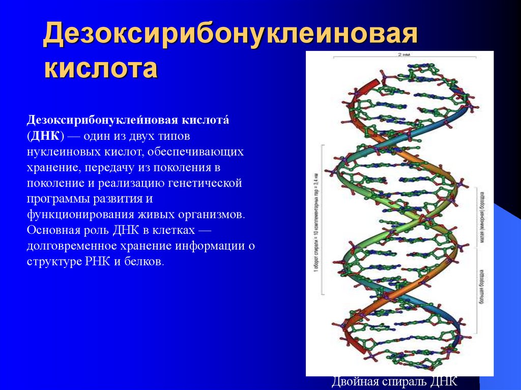 Характеристика структуры днк. Дизоксирибонаклюинованная кислота ДНК. Дезоксирибонуклеиновая нуклеиновая кислота. Линейная структура ДНК. Общие понятия о дезоксирибонуклеиновых кислот.