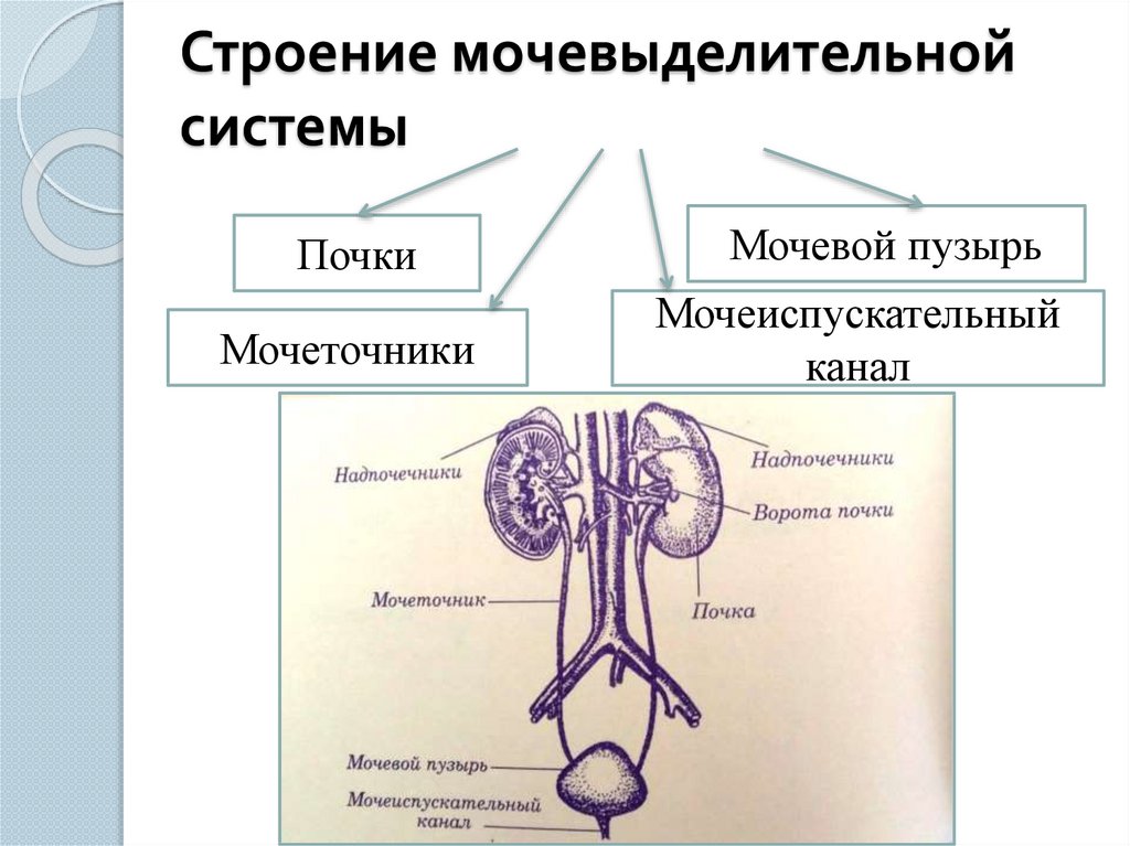 Органы и функции мочевыделительной системы схема. Половая система белки.