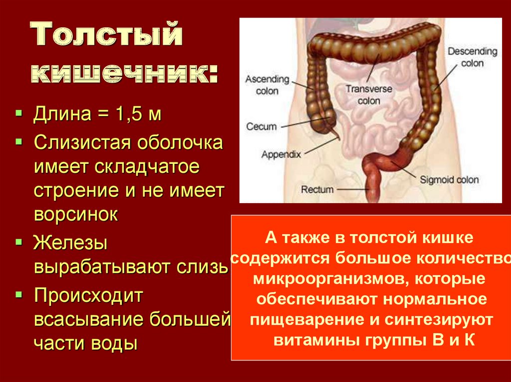 Толстый и тонкий кишечник презентация