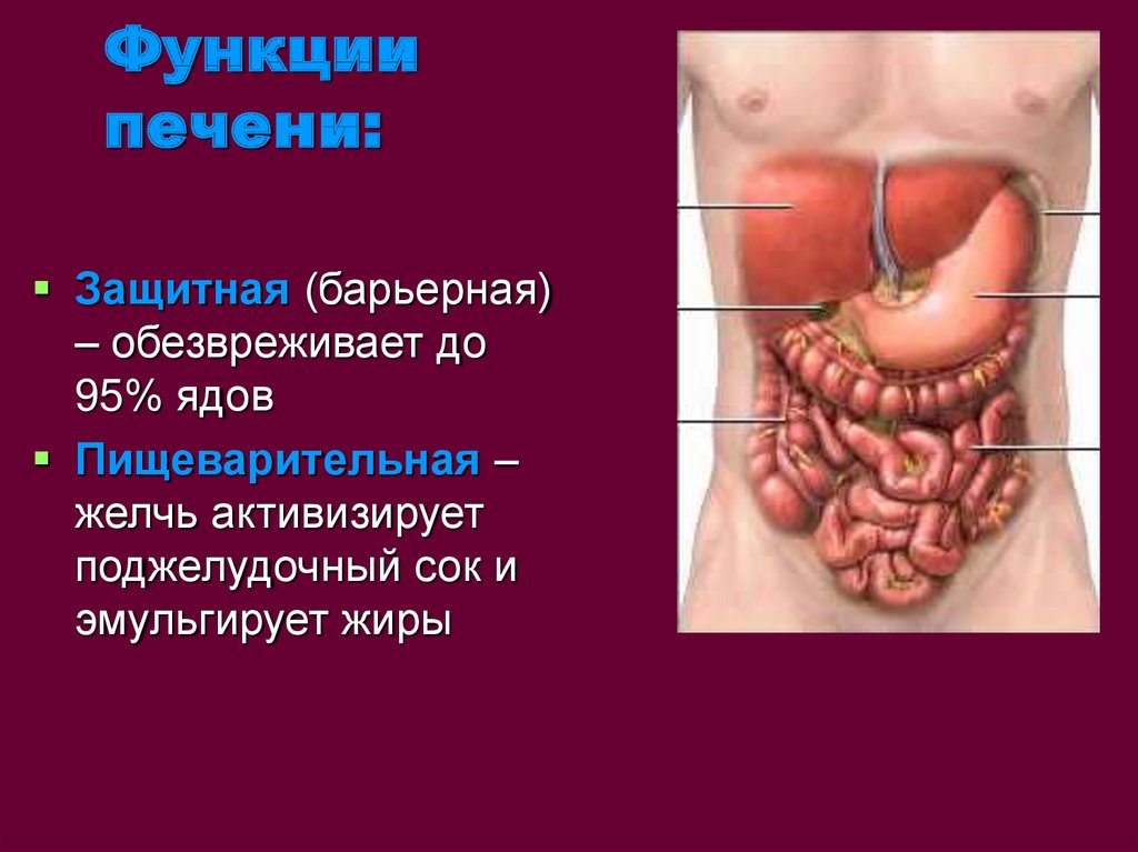 Роль печени в пищеварении презентация