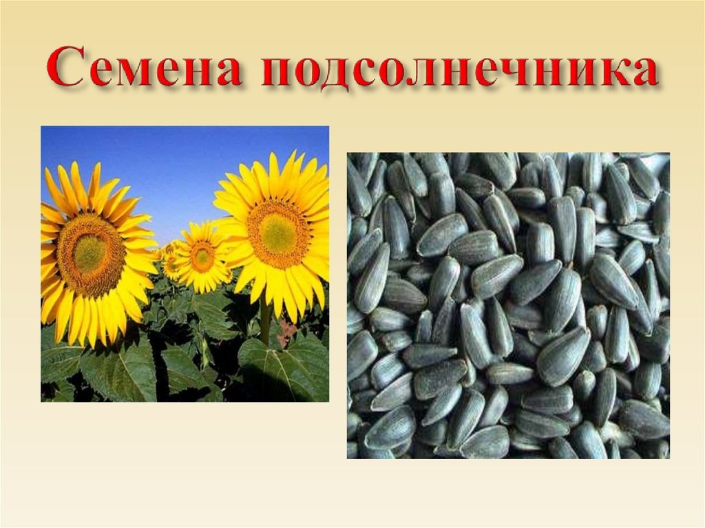 Семена подсолнечника
