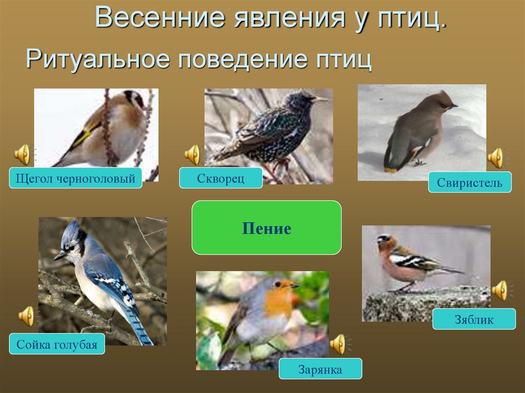 Сезонные явления птиц 7 класс. Сезонные явления в жизни птиц весной. Весенние явления птицы. Ритуальное поведение птиц. Весенние явления в жизни птиц.