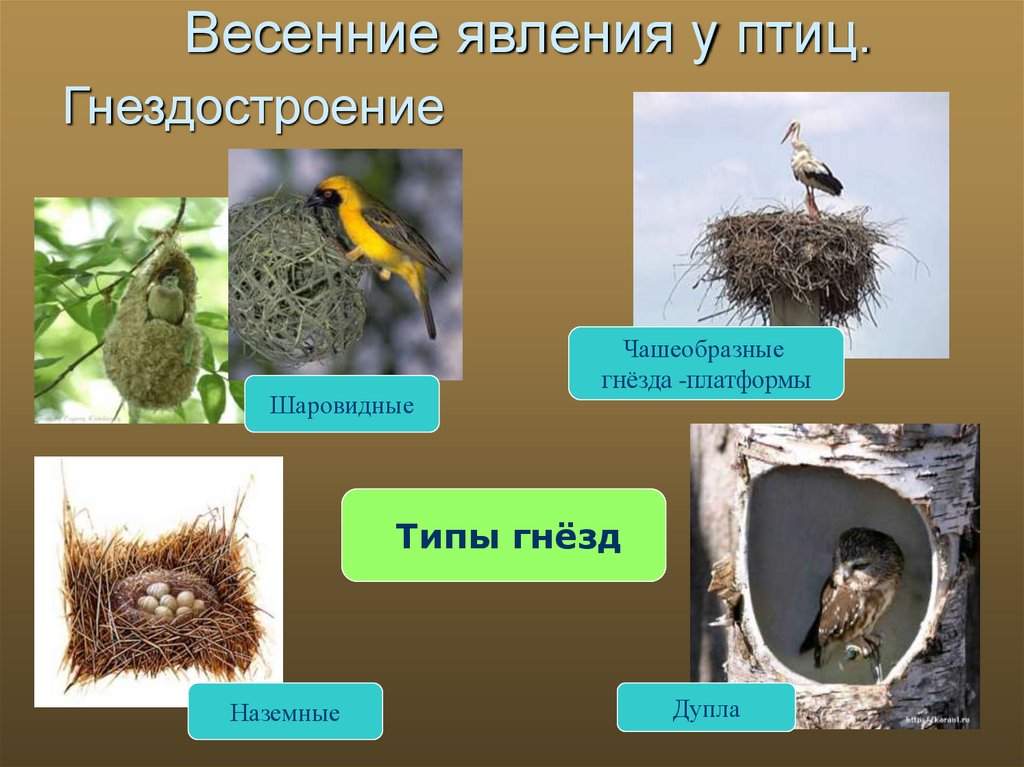 Периоды жизни птиц. Виды гнезд. Типы гнезд птиц. Гнёзда птиц презентация. Гнезда разных видов птиц.