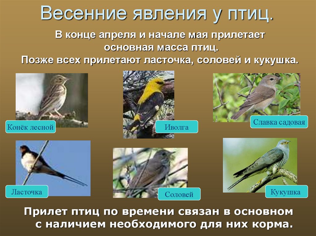 Последовательность сезонных явлений в жизни птиц