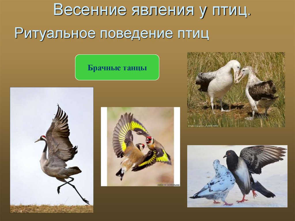 Изучает жизнь птиц. Поведение птиц. Сезонные изменения в жизни птиц. Сезонные явления в жизни птиц. Весенние явления птицы.