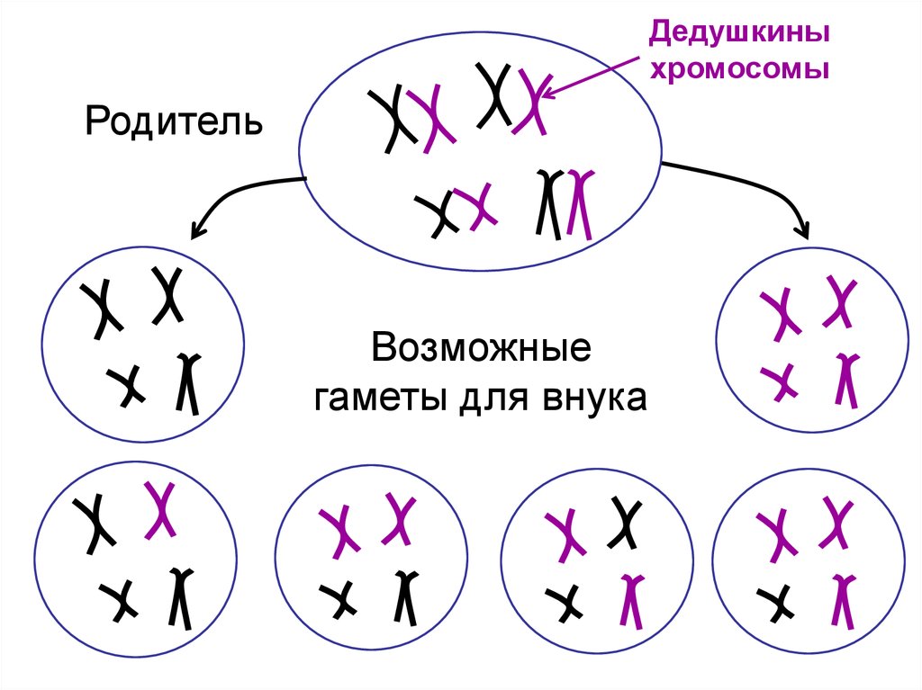 Хромосомный набор пшеницы 28. Соматический кроссинговер. Митотический соматический кроссинговер. Кроссинговер гаметы. Кроссинговер на языке хромосом.