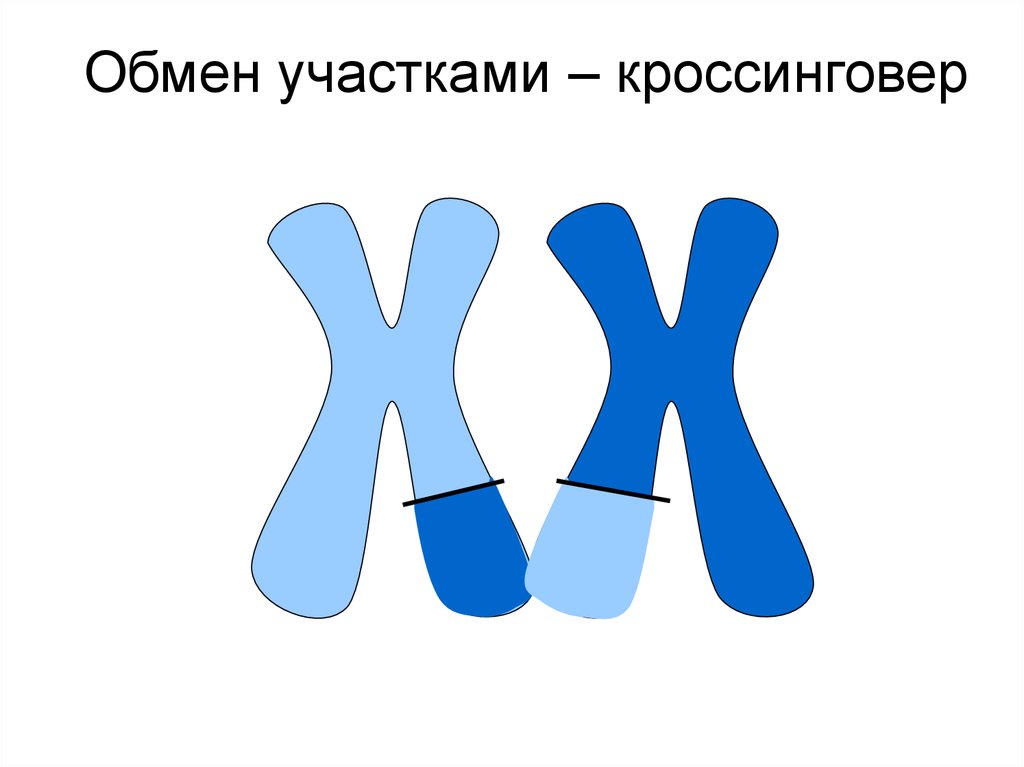 10 кл презентация