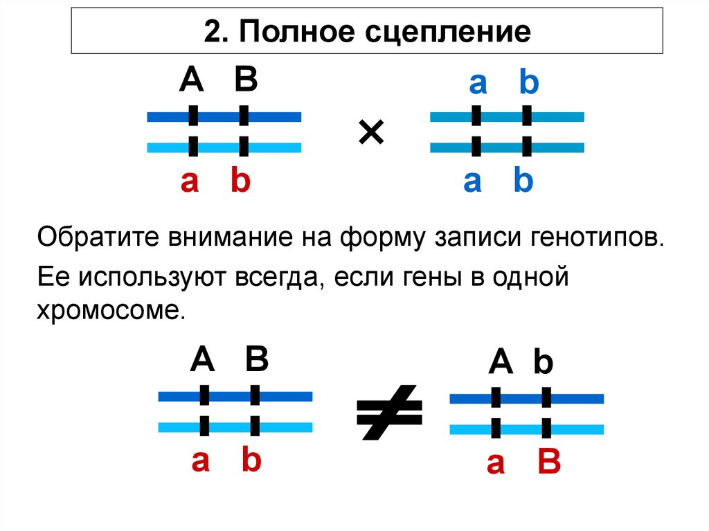 Кроссинговер это в биологии. Кроссинговер гиф. Сложный кроссинговер схема. Людвиг Ван кроссинговер. Кроссинговера - анимация показа.