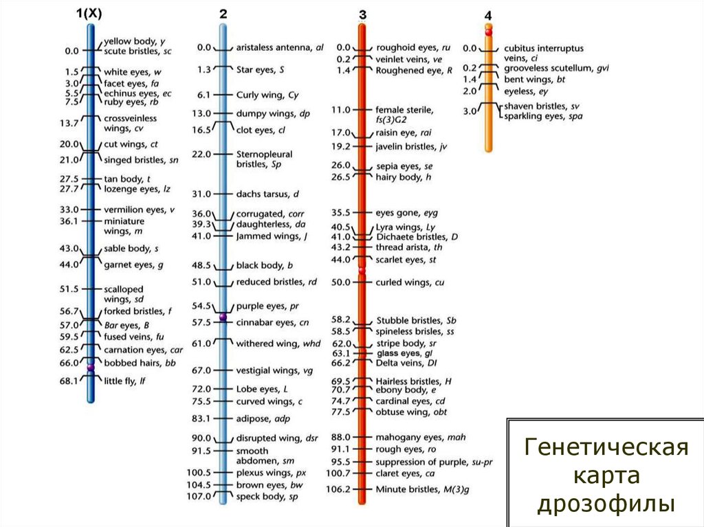 Генетическая карта дрозофилы