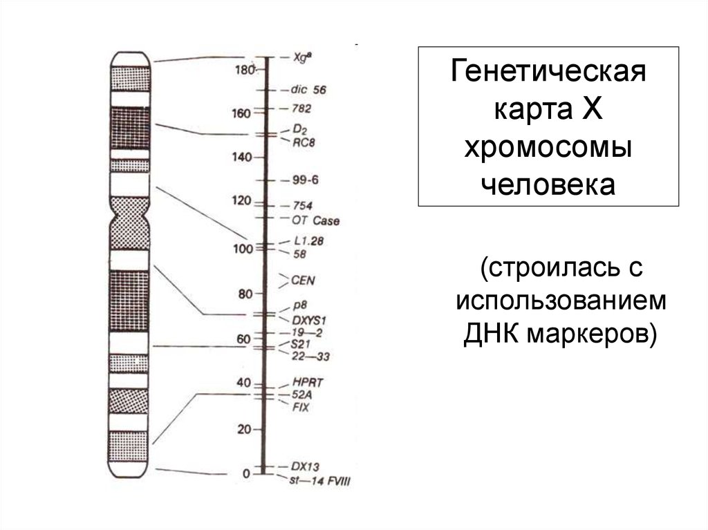 Генетическая карта показывает