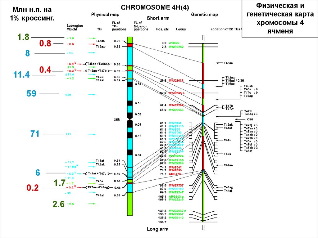 Генетическая карта показывает