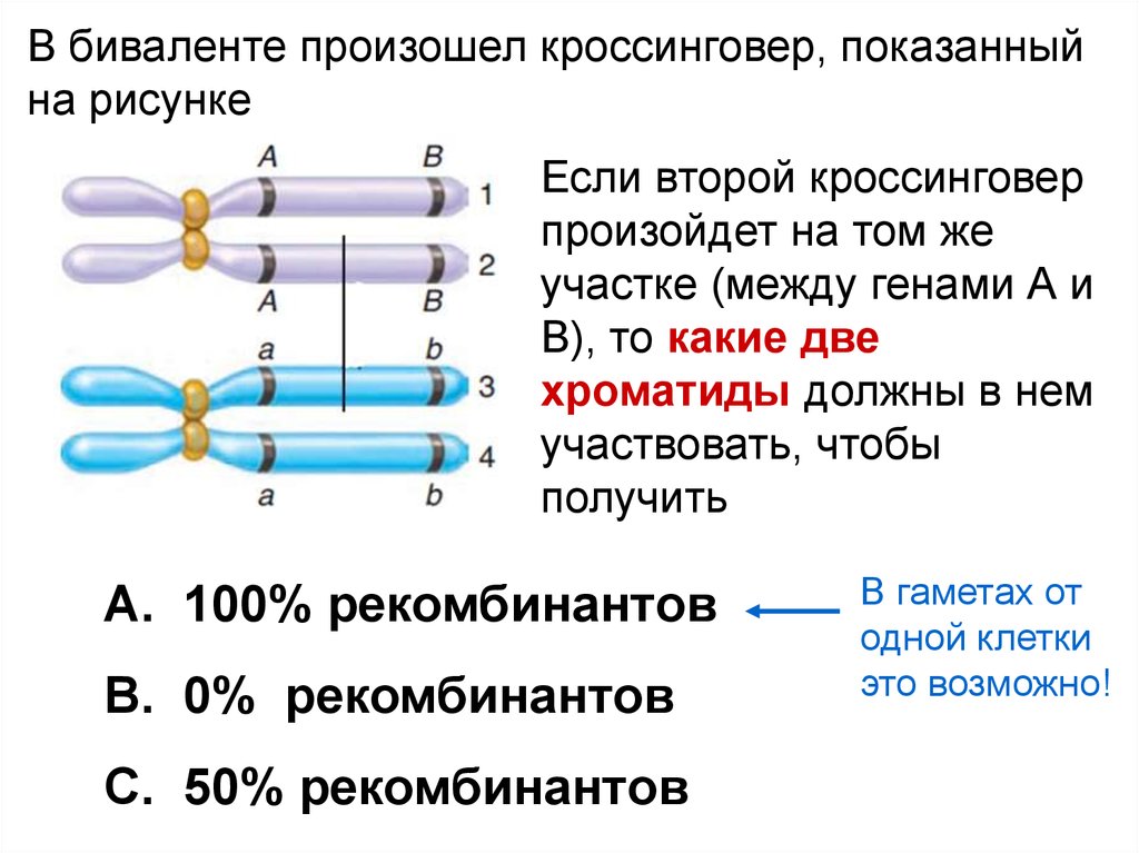 Кроссинговер происходит в. Неравный кроссинговер схема. Кроссинговер генетика. Кроссинговера и конъюгации задача. Независимое наследование кроссинговер.