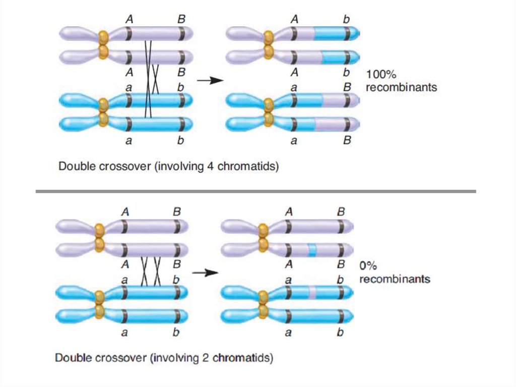 Кроссинговер хромосом происходит. Кроссинговер мутация. Кроссинговер это механизм комбинативной изменчивости. Кроссинговер это в биологии 10 класс. Кроссинговер таблица.