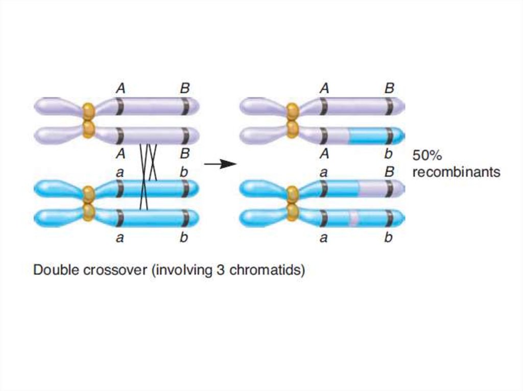 Кроссинговер хромосом происходит. Кроссинговер ДНК схема. Кроссинговер генная мутация. Отличия кроссинговера от рекомбинации. Кроссинговер и рекомбинация генов.