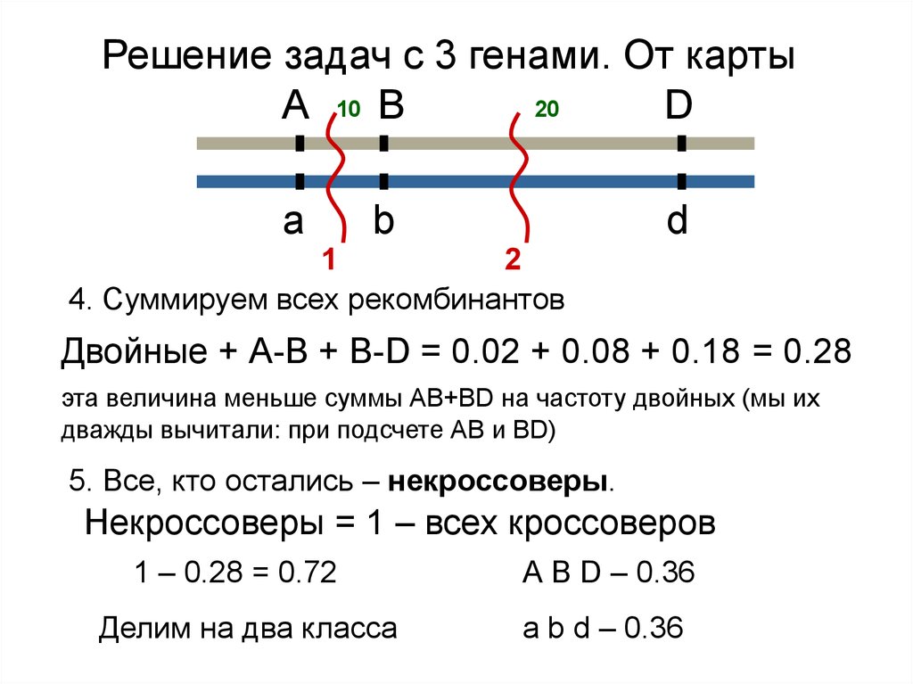 Решить задачу на гены. Двойной кроссинговер задачи. Задачи на кроссинговер с решением. Кроссинговер генетика задачи. Кроссинговер в задачах по генетике.