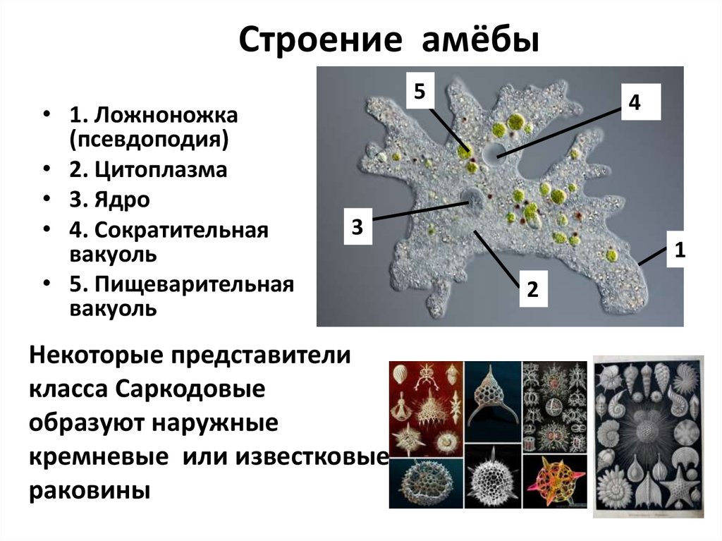 Какие клетки способны образовывать ложноножки