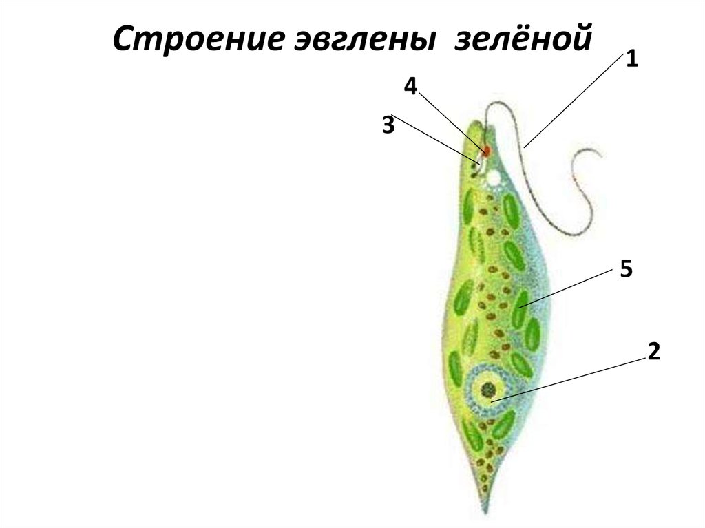 Строение эвглены. Класс жгутиковые эвглена зеленая. Евглена зеленая строение. Строение эвглены зеленой без подписей. Эвглена зеленая строение рисунок.