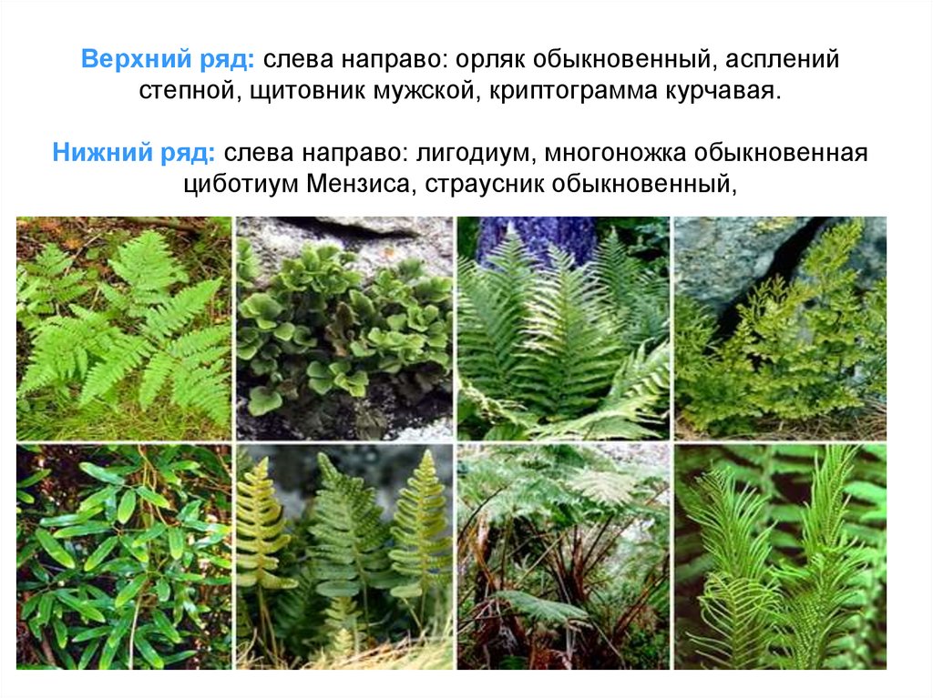 Верхний ряд: слева направо: орляк обыкновенный, асплений степной, щитовник мужской, криптограмма курчавая. Нижний ряд: слева