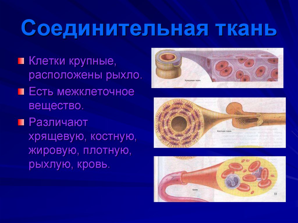 Строение тканей человека