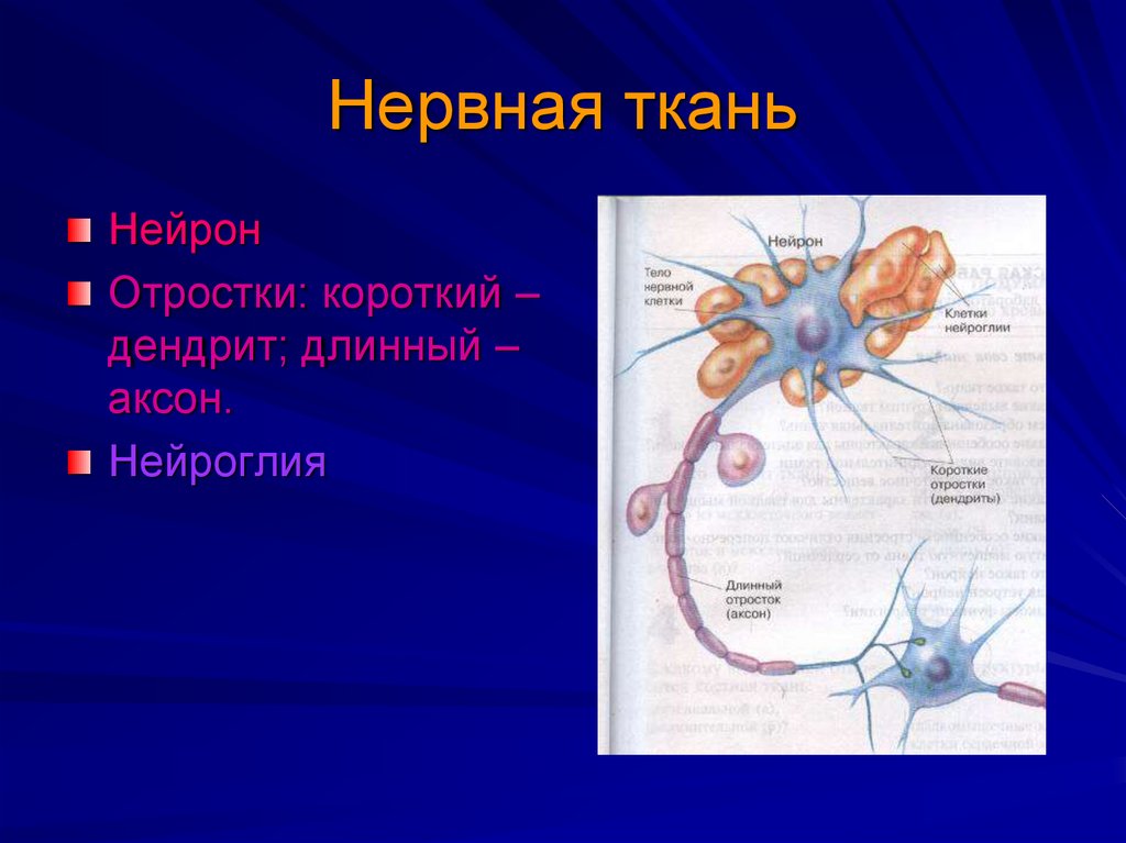 Нервные клетки имеют отростки. Нервная ткань Нейроны и нейроглия рисунок. Нервная ткань Нейрон клетки нейроглии. Нервная ткань *Нейрон отростки короткий - дендрит длинный Аксон. Нейроглия нейроныкань строение.