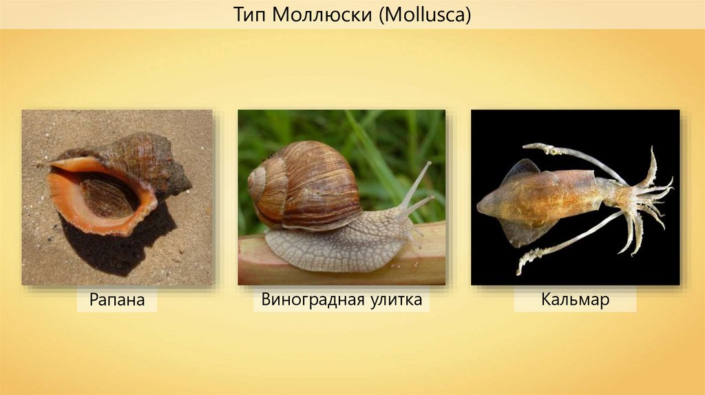 Тип моллюски. Тип моллюски (Mollusca). Двустворчатые моллюски Виноградная улитка. Рапан Виноградная улитка. Тип моллюски Виноградная улитка.