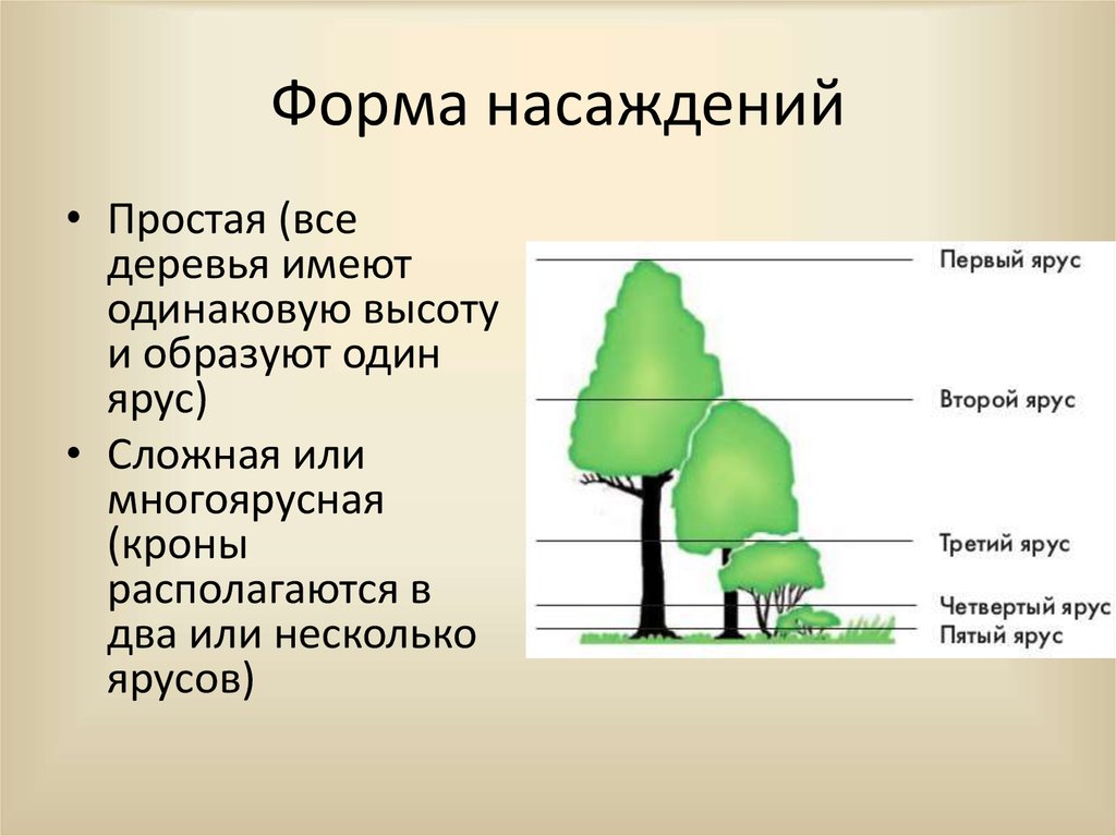 Данные о составе зеленых насаждений лесопарка представлены на диаграмме используя