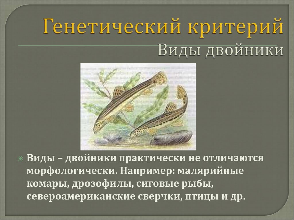 Виды двойники в природе. Виды-двойники примеры. Виды двойники биология примеры.