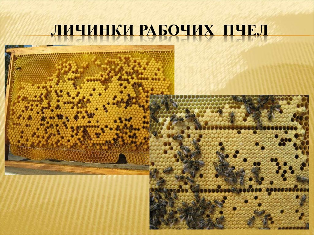 Как плодятся пчелы. Процесс размножения у пчел. Размножение пчелы трутень матка. Размножение пчел. Размножение пчел.