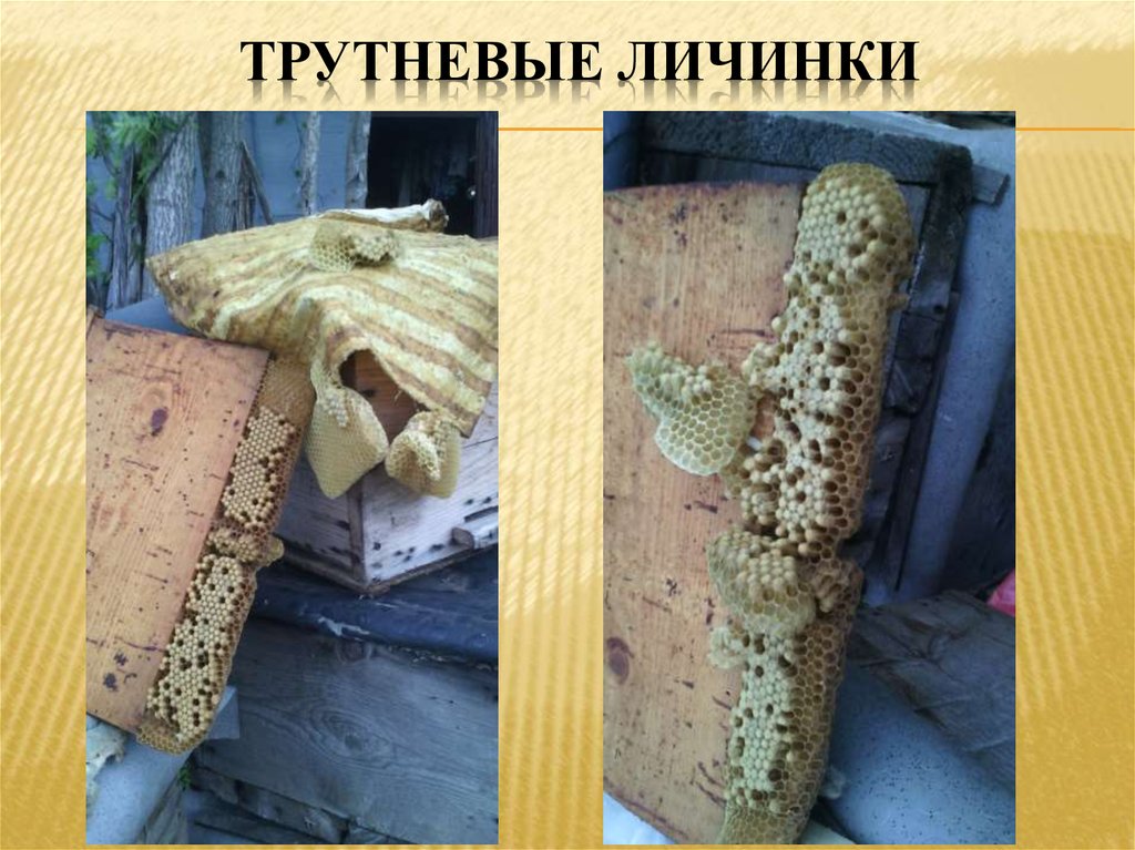 Трутневые личинки