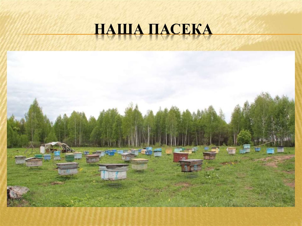 Наша Пасека