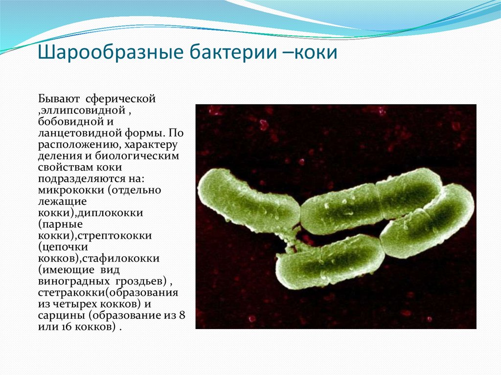 Бактерии округлой формы. Микробы кокки бактерии. Коки коки биология бактерии. Шаровидные бактерии. Шаровидные бактерии кокки.