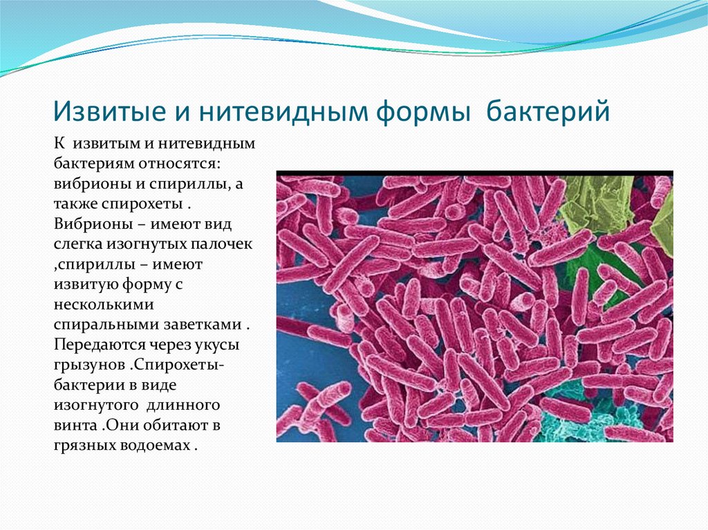 Дифференциации бактерий
