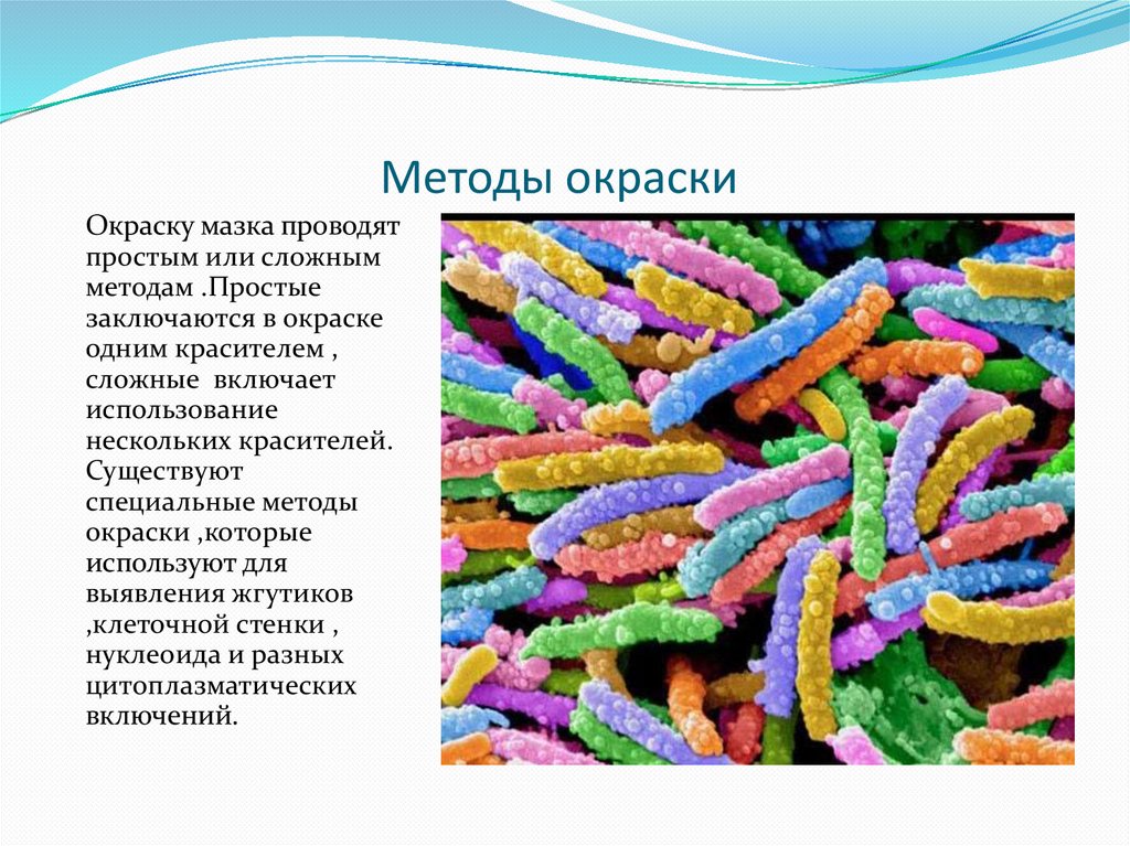 Окраска спор бактерий. Окраска микроорганизмов. Окраска бактерий. Окраска микроорганизмов (крашение микробов). Метод окрашивания бактерий.