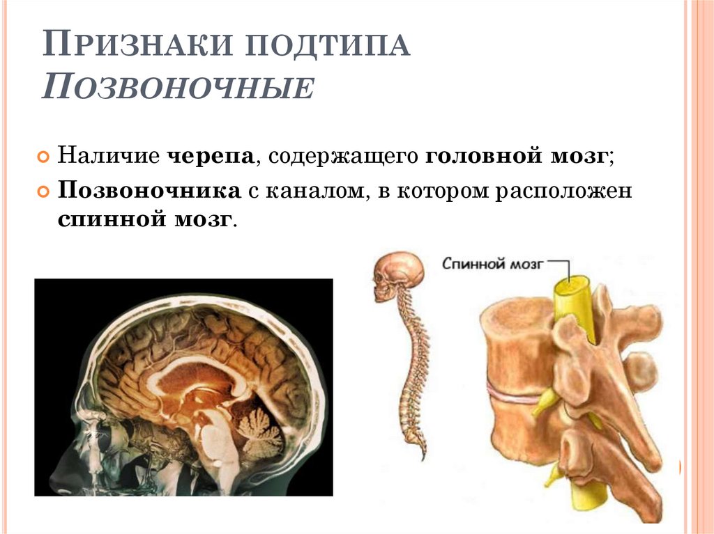 Человек относится к типу подтипу